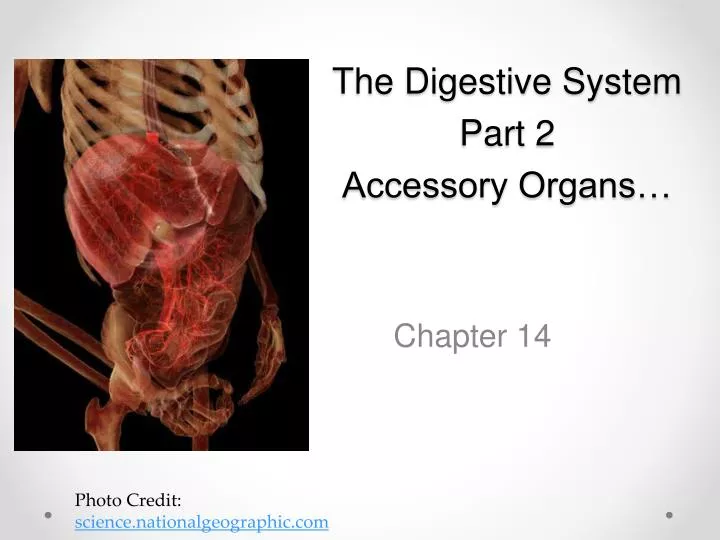 the digestive system part 2 accessory organs