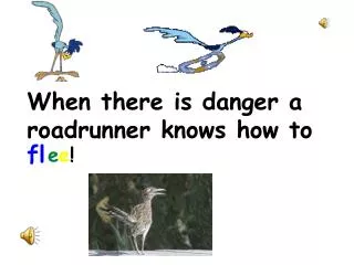When there is danger a roadrunner knows how to