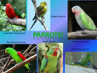 Parrots!