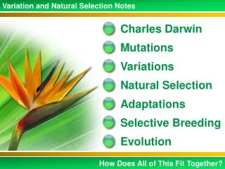 Variation and Natural Selection Notes