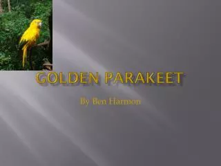 Golden Parakeet