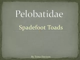 Pelobatidae