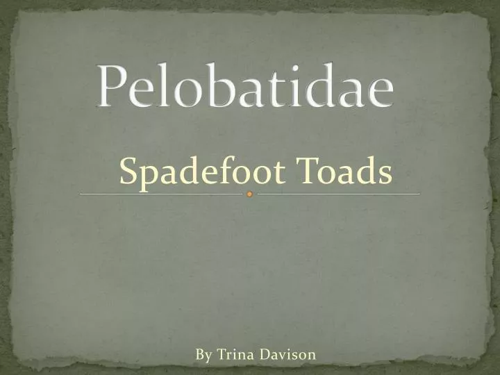 pelobatidae