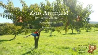 Zoo Animals!