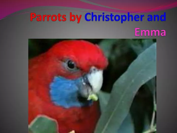 parrots by c hristopher and emma