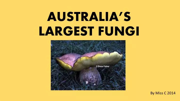 australia s largest fungi