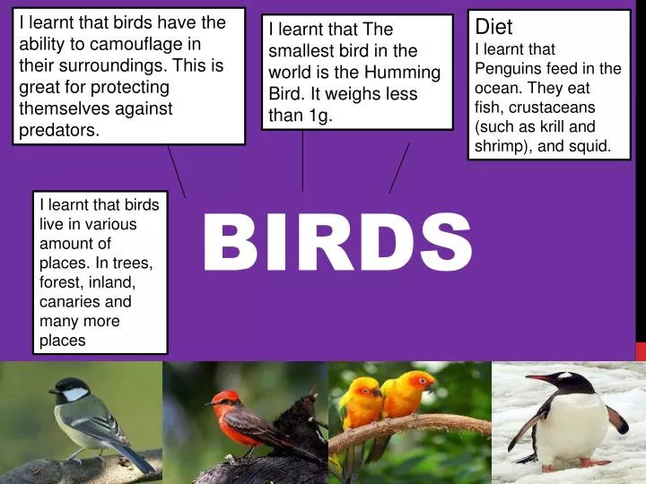 birds