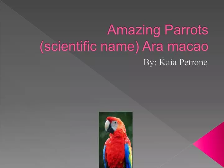 amazing parrots scientific name ara macao