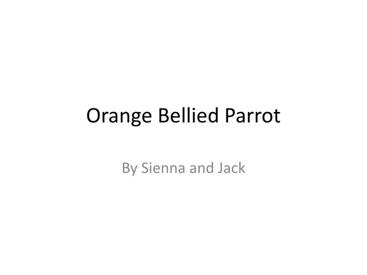 orange bellied p arrot