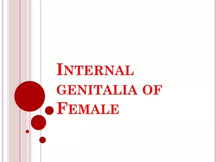 internal genitalia of female