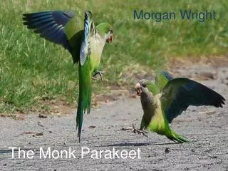 The Monk Parakeet