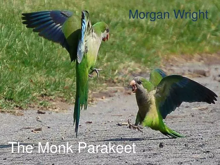 the monk parakeet