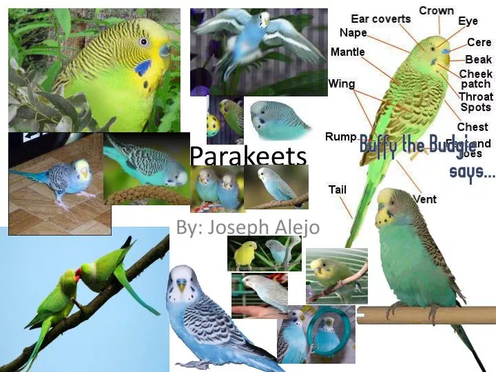 parakeets