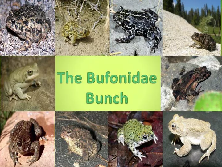the bufonidae bunch