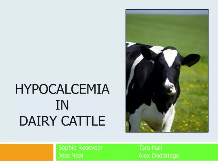hypocalcemia in dairy cattle