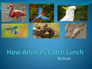 How Animals Catch Lunch
