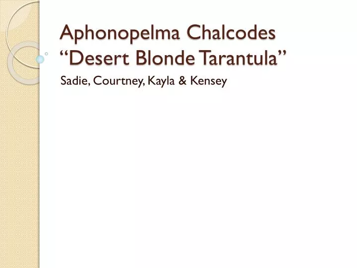 aphonopelma chalcodes desert blonde tarantula