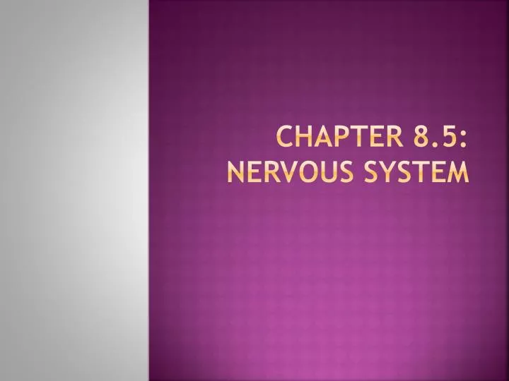 chapter 8 5 nervous system
