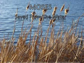 MOSES