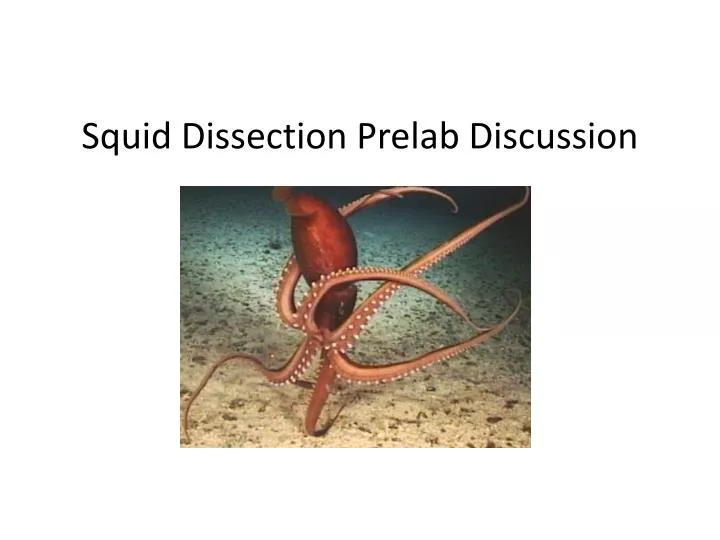 squid dissection prelab discussion