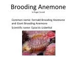 Brooding Anemone in Puget Sound - slide 1