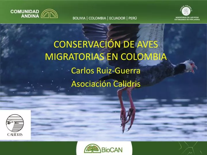 conservaci n de aves migratorias en colombia carlos ruiz guerra asociaci n calidris