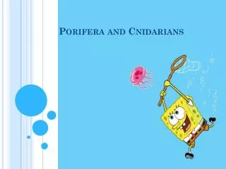 Porifera and Cnidarians