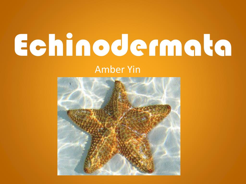 PPT - Echinodermata PowerPoint Presentation, free download - ID:1946459