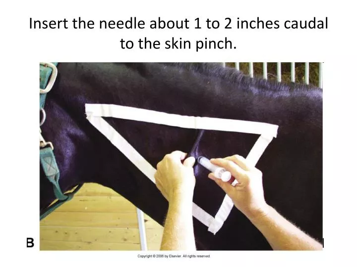 insert the needle about 1 to 2 inches caudal to the skin pinch