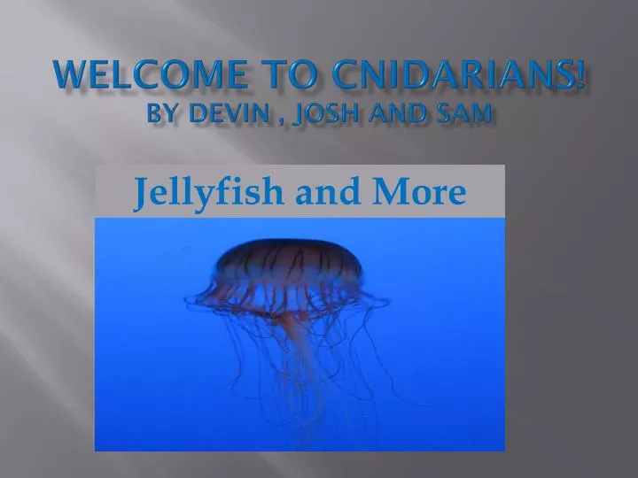 welcome to cnidarians by devin josh and sam
