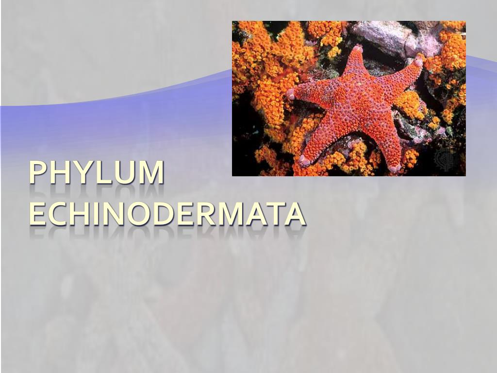 PPT - Phylum Echinodermata PowerPoint Presentation, free download - ID ...