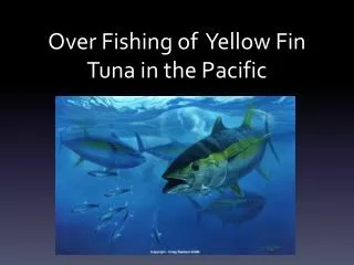 Over Fishing of Yellow Fin Tuna in the Pacific