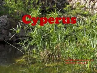 Cyperus