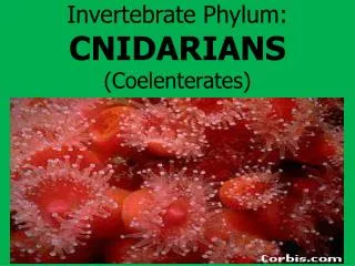 Invertebrate Phylum: CNIDARIANS (Coelenterates)