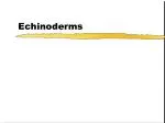 Echinoderms - slide 1