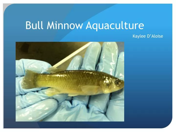 bull minnow aquaculture