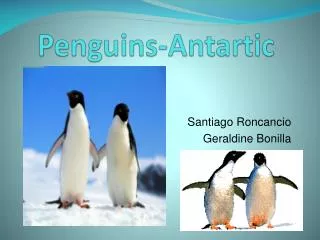Penguins-Antartic