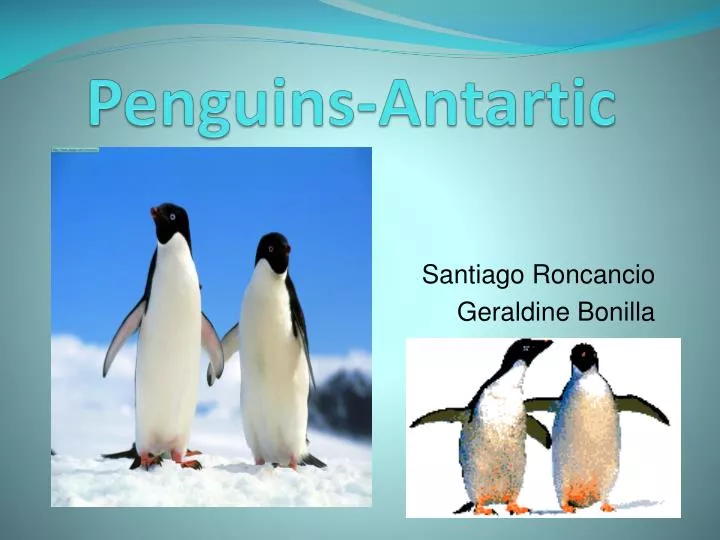 penguins antartic