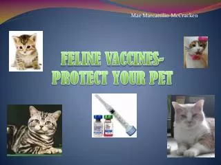 FELINE VACCINES-PROTECT YOUR PET
