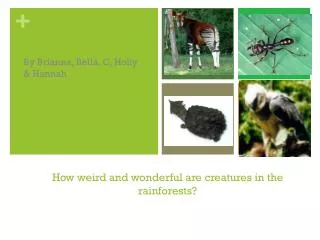 How weird and wonderful are creatures in the rainforests?