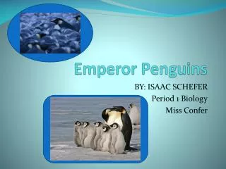 Emperor Penguins