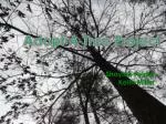 Adopt A Tree Project - slide 1