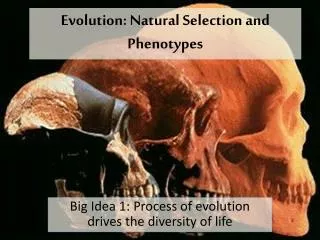 Evolution: Natural Selection and Phenotypes
