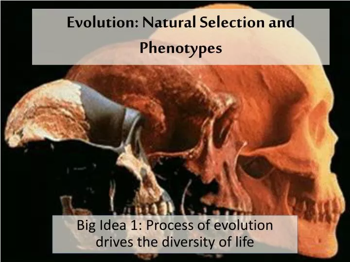 evolution natural selection and phenotypes