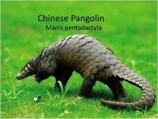 Chinese Pangolin