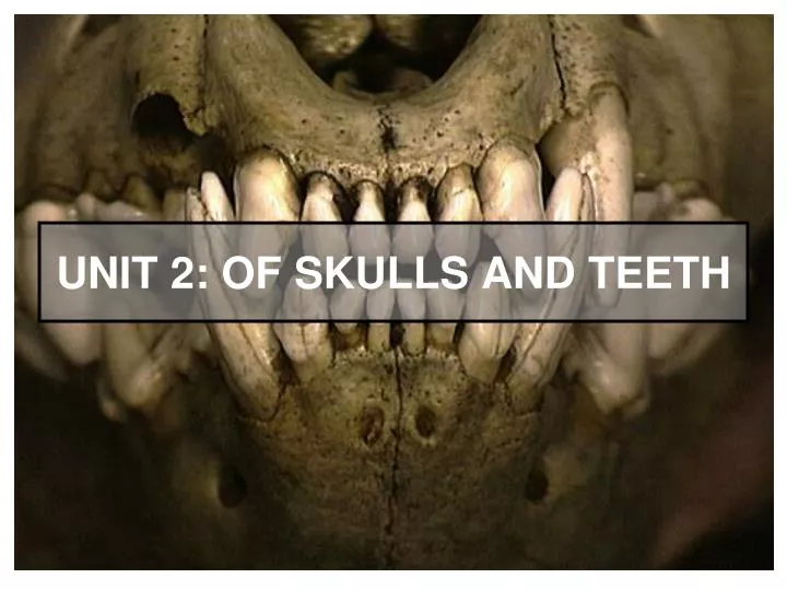 unit 2 of skulls and teeth