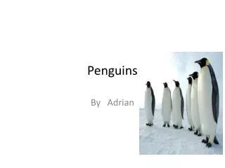 penguins