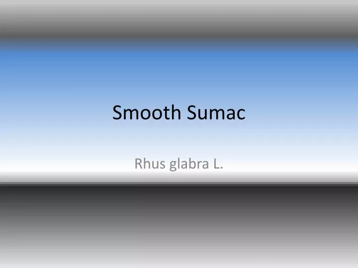 smooth sumac