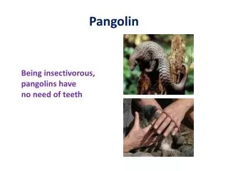 Pangolin