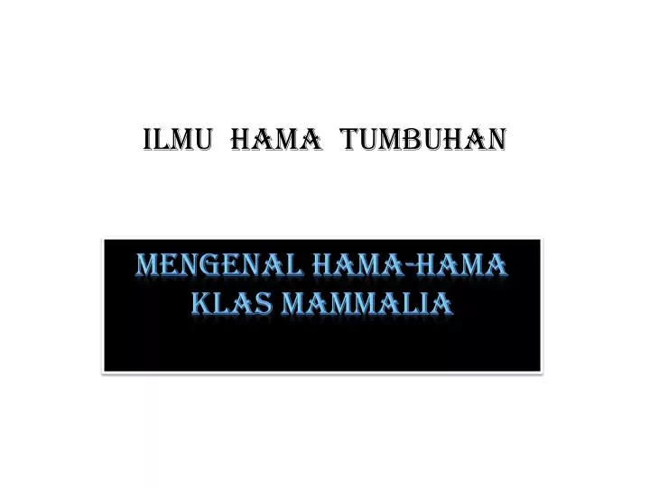 mengenal hama hama klas mammalia